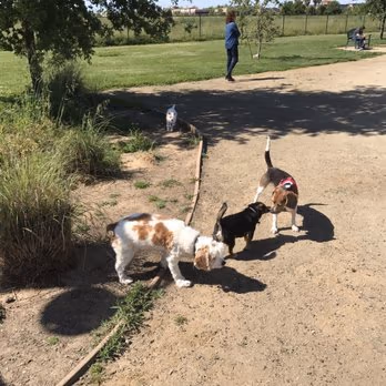 North Natomas Regional Dog Park photo 1